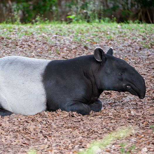 foto: un tapiro di profilo
