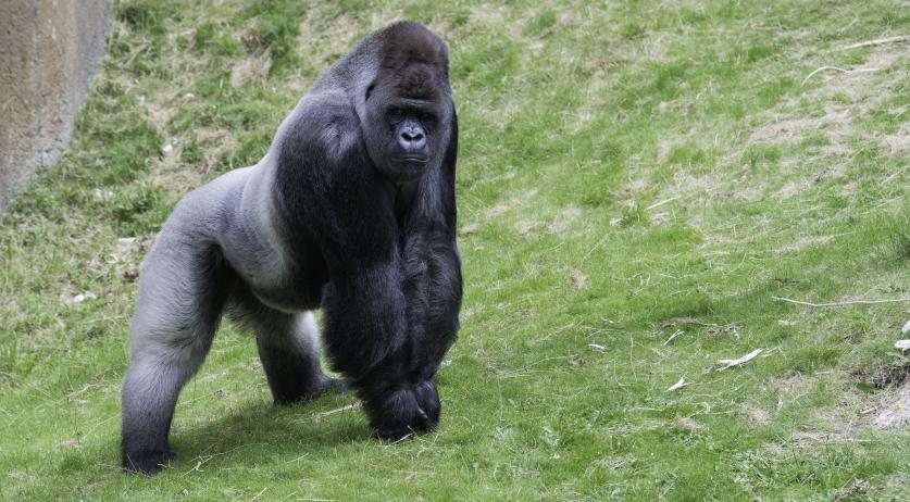 Foto: Bokito, un gorilla di colore bruno, cammina su un prato verde.