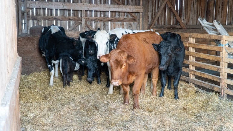 Foto: le mucche fuggite dentro una stalla