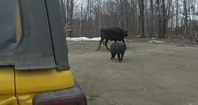Foto: un maiale e una mucca marroni scuro di spalle, camminano su una strada di terra grigia. Sullo sfondo alcuni alberi spogli.