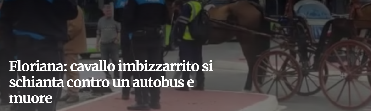 Screenshot dell'articolo del Corriere di Malta. Titolo di colore bianco "Floriana: cavallo imbizzarrito si schianta contro un autobus e muore". Sullo sfondo, alcune carrozze trainate da cavalli.