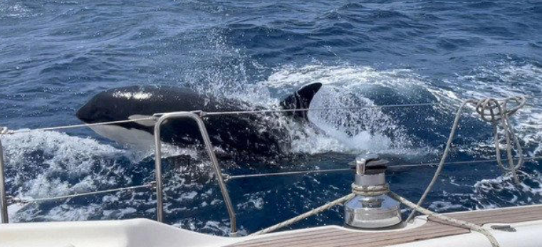 Foto: un'orca nuota di fianco a uno yacht