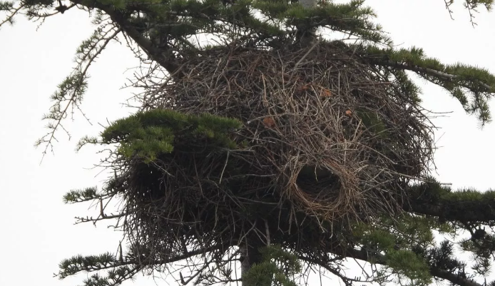 Foto: un nido di parrocchetto su un albero
