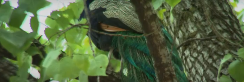 Foto: un pavone appollaiato fra i rami di un albero.
