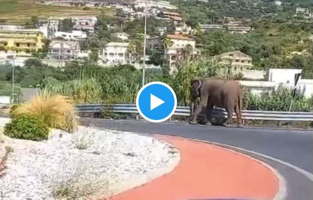 foto: un elefante di profilo cammina su una strada asfaltata