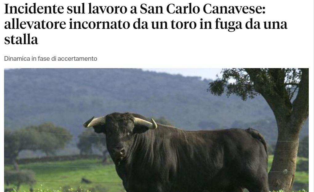 Screenshot dell'articolo di giornale: sotto il titolo ("Incidente sul lavoro a San Carlo Canavese: allevatore incornato da un toro in fuga da una stalla"), la foto di un toro nero in un prato
