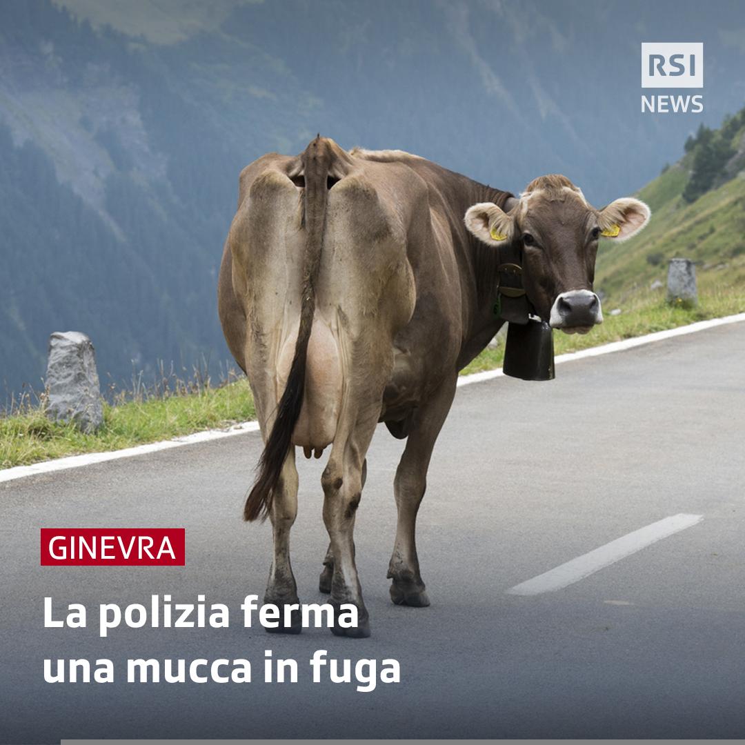 foto: una mucca su una strada asfaltata di montagna