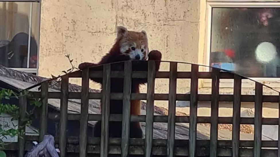 Foto: un panda rosso dietro un recinto di legno.