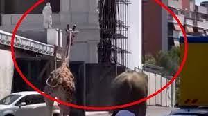 Foto: una giraffa (sulla sinistra) e un elefante (sulla destra), entrambi di spalle, corrono in mezzo agli studios di cinecittà