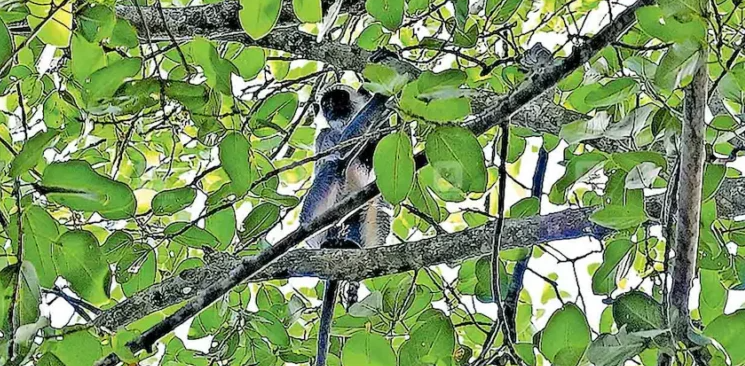 Foto: Hanuman, la scimmia evasa, sui rami di un albero, fra le foglie verdi, durante i giorni di fuga.