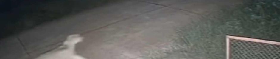 leonessa in fuga in Thailandia