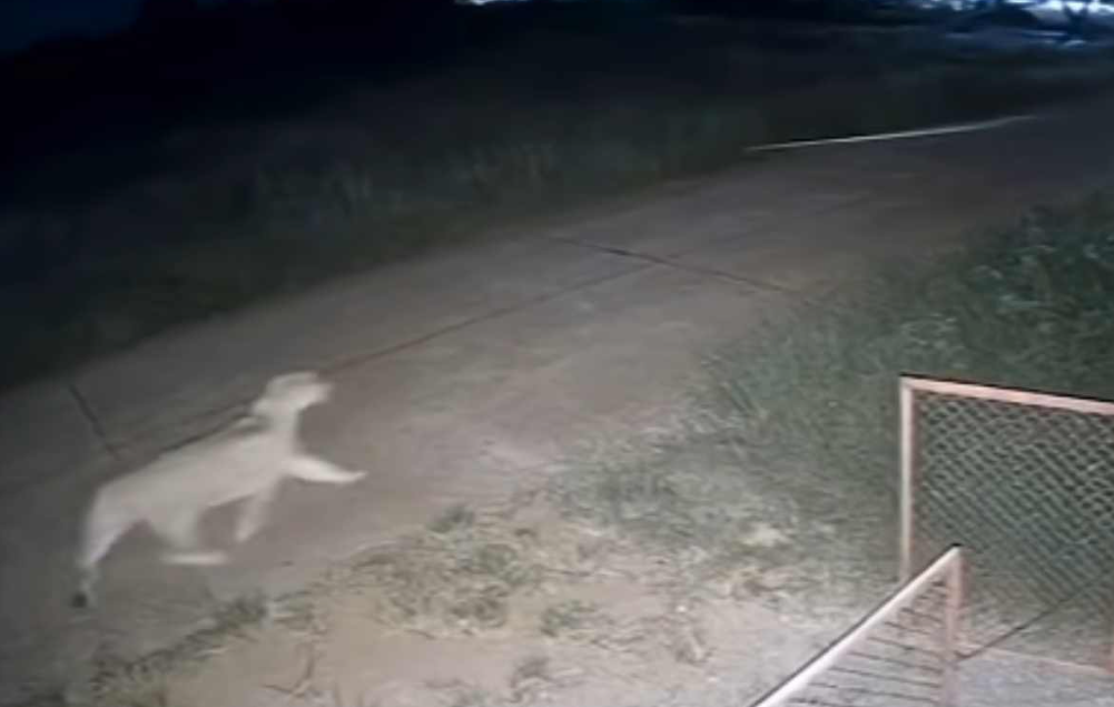 leonessa in fuga in Thailandia